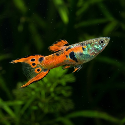 Poecilia endler raudonoji