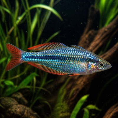Chilatherina campsi