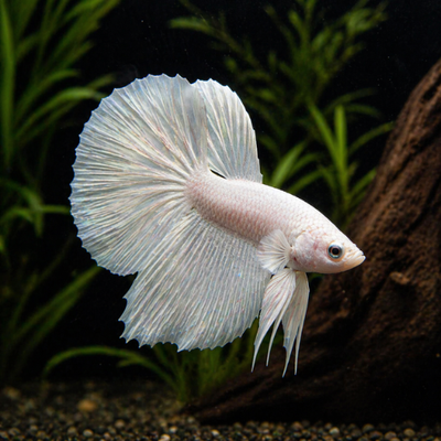Betta sp. patinas (baltas)