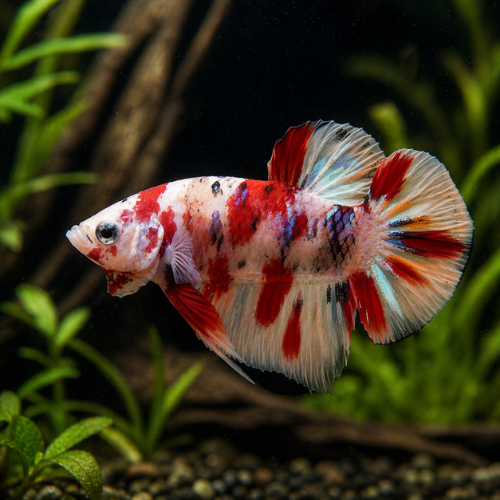 Betta sp. patinų plakatas koi