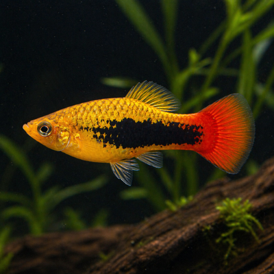 Platy Havajai