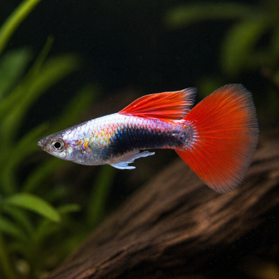 Guppy Kalėdų Senelis