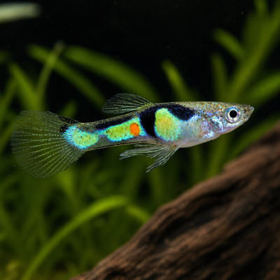 Endleris Guppy El Tigre