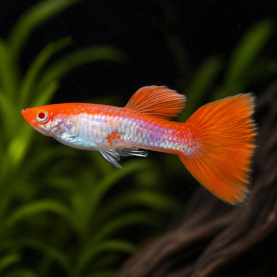 Guppy Koi Kohaku
