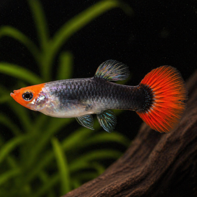 Guppy Koi smokingas