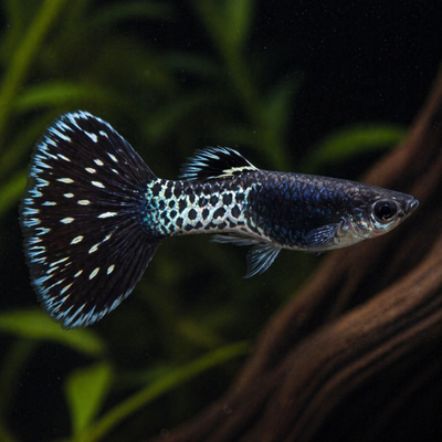 Guppy juodo metalo nėriniai