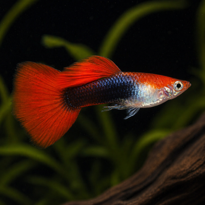 Guppy raudonas smokingas