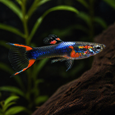 Endler guppy juoda liepsna
