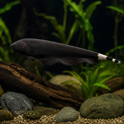 Apteronotus albifrons