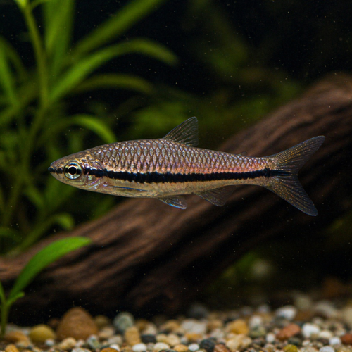 Rasbora einthovenii