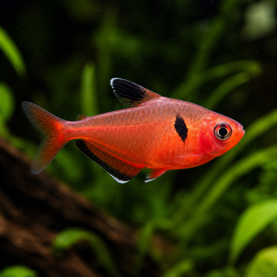 Hyphessobrycon callistus