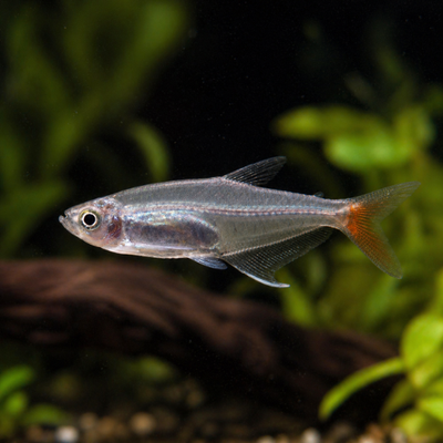 Prionobrama filigera