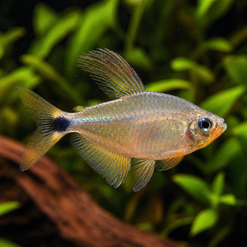 Hyphessobrycon procyon