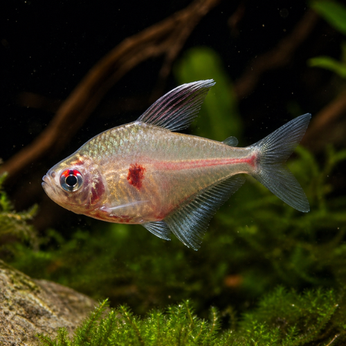 Hyphessobrycon eritrostigma