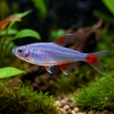 Aphyocharax anisitsi