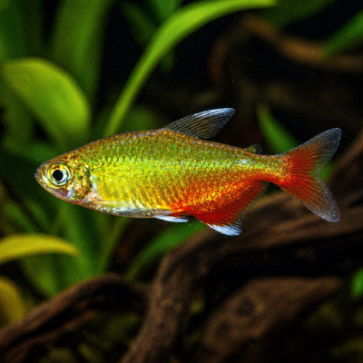 Aphyocharax rathbuni