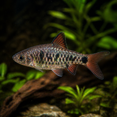 Puntius oligolepis