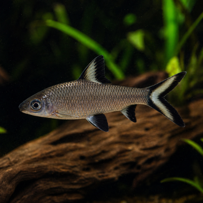 Balantiocheilus melanopterus