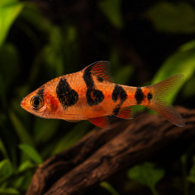 Desmopuntius rhomboocellatus