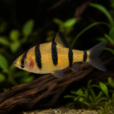 Puntius pentazona