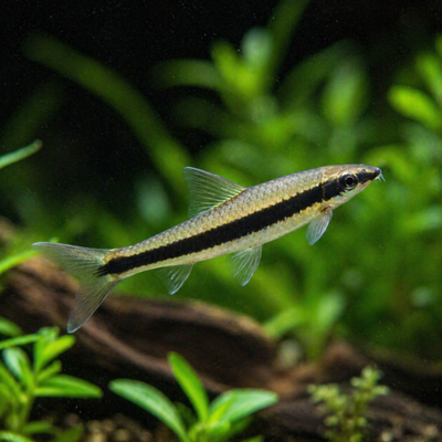 Crossocheilus siamensis