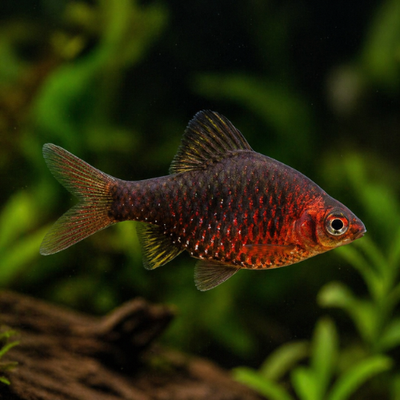 Pethia nigrofasciata