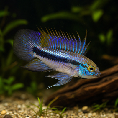 Apistogramma trifasciata