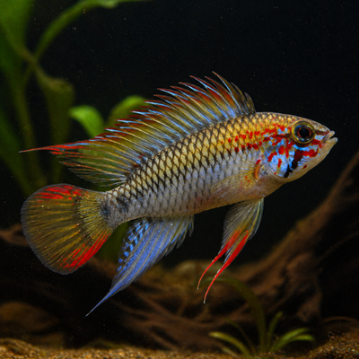 Apistogramma viejita