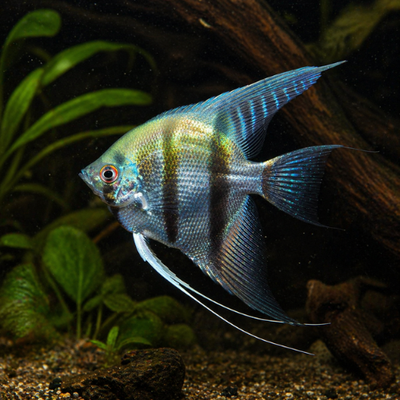 Pterophyllum scalare Blue Pearl