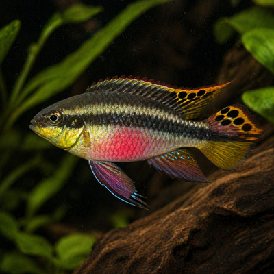 Pelvicachromis pulcher