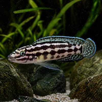 Julidochromis maleri