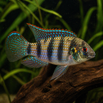 Anomalochromis thomasi