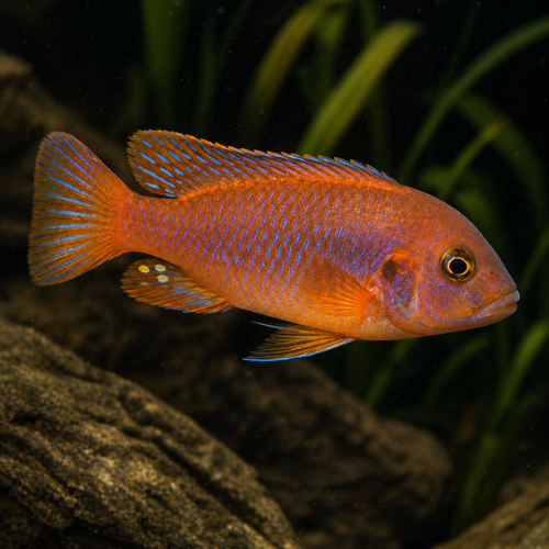 Iodotropheus sprengerae