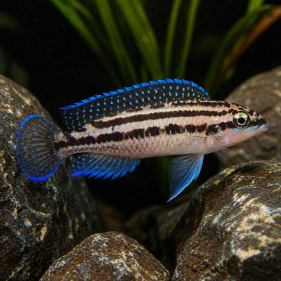 Julidochromis dickfeldi