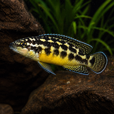 Julidochromis transscriptus