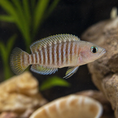 Daugiafastinis neolamprologas