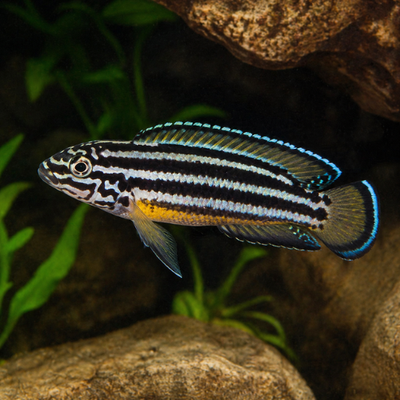 Julidochromis regani