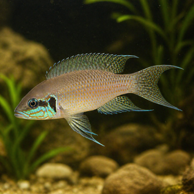 Lamprologus brichardi
