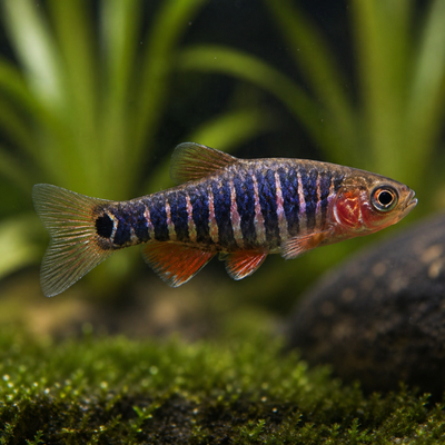 Danio eritromikronas