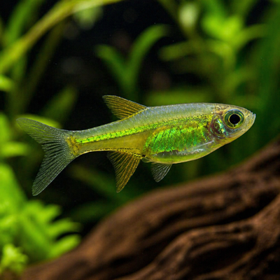 Microdevario kubotai
