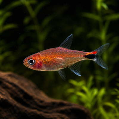 Axelrodia riesei