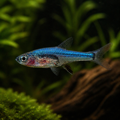 Rasbora axelrodi Blue