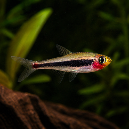 Tucanoichtys tucano
