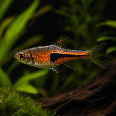Rasbora esspei