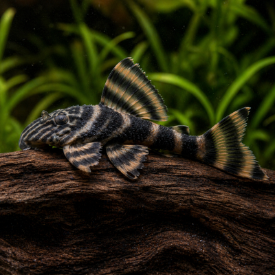 L403 Panoqolus sp.