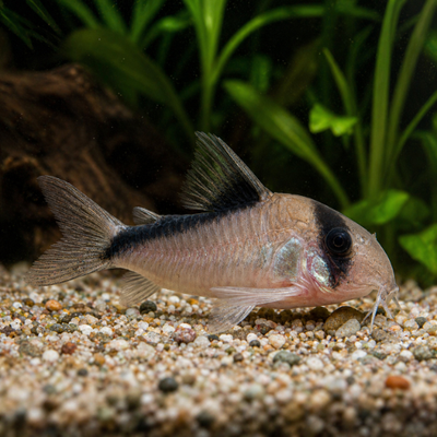Corydoras melini