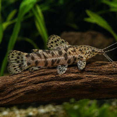 Megalechis throcata
