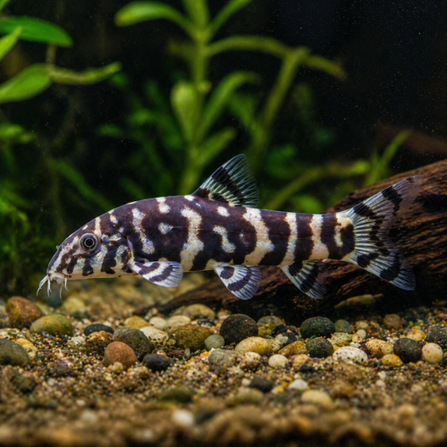 Botia lohachata