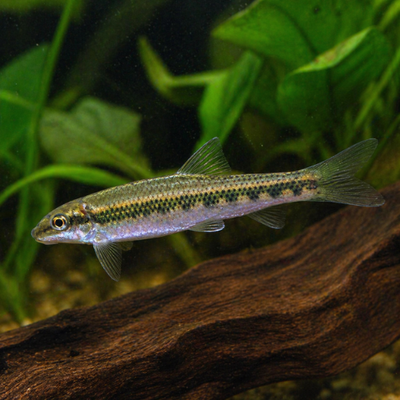 Gyrinocheilus aymonieri