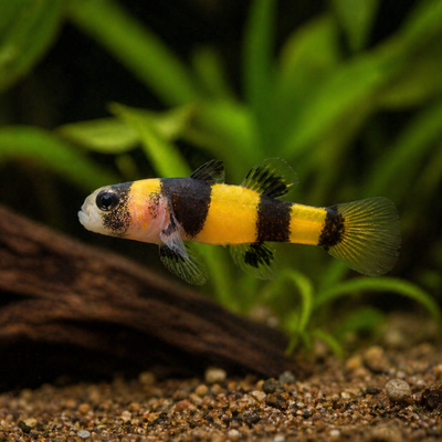 Brachygobius xantomelas